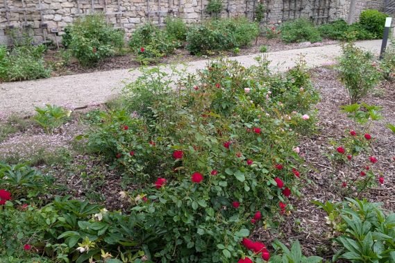 Abeitseinsatz_Rosengarten_5
