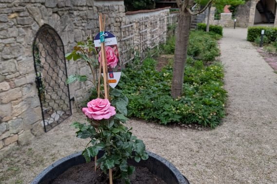 Abeitseinsatz_Rosengarten_8