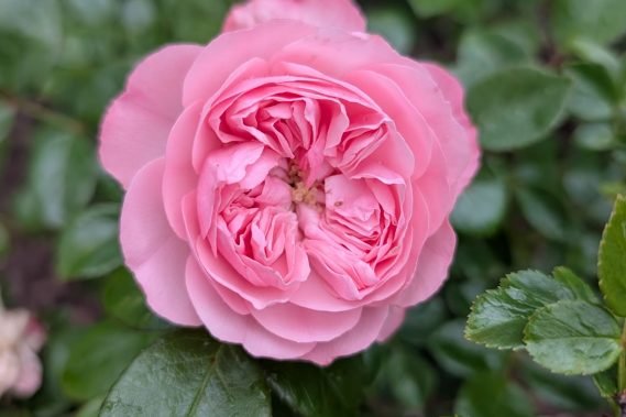 Abeitseinsatz_Rosengarten_9